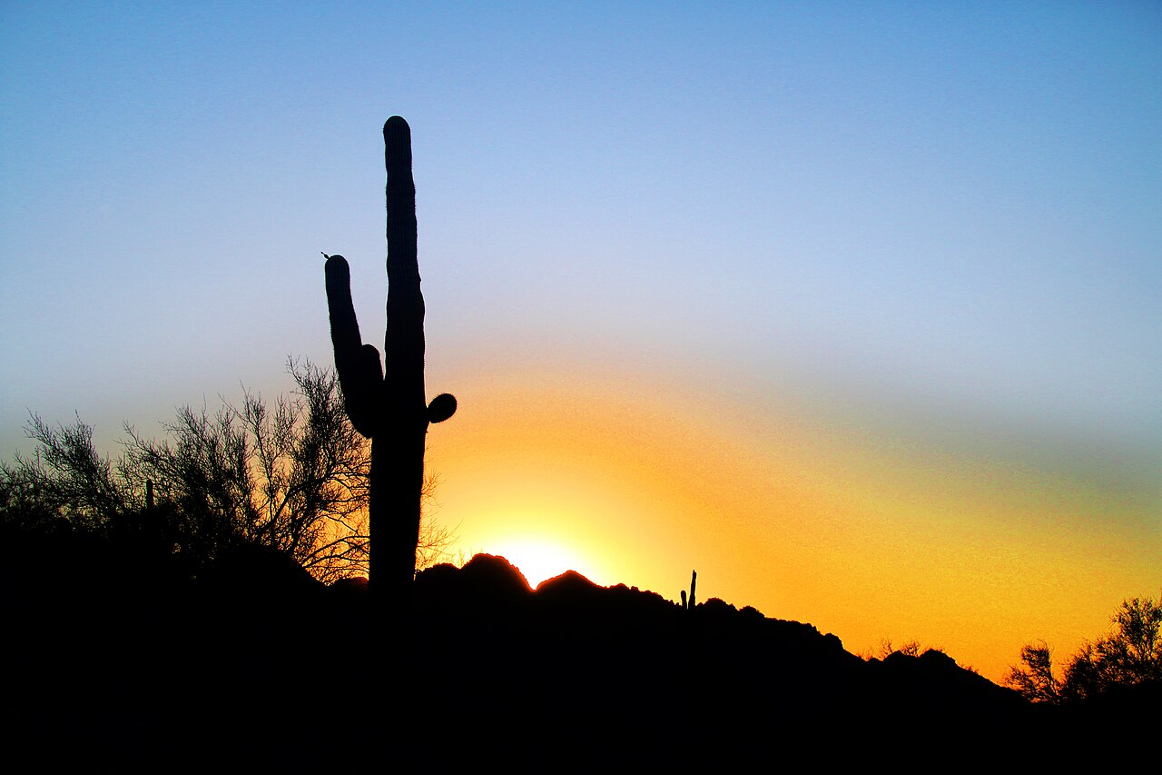Saguaro cactus silhouetted against a desert sunset