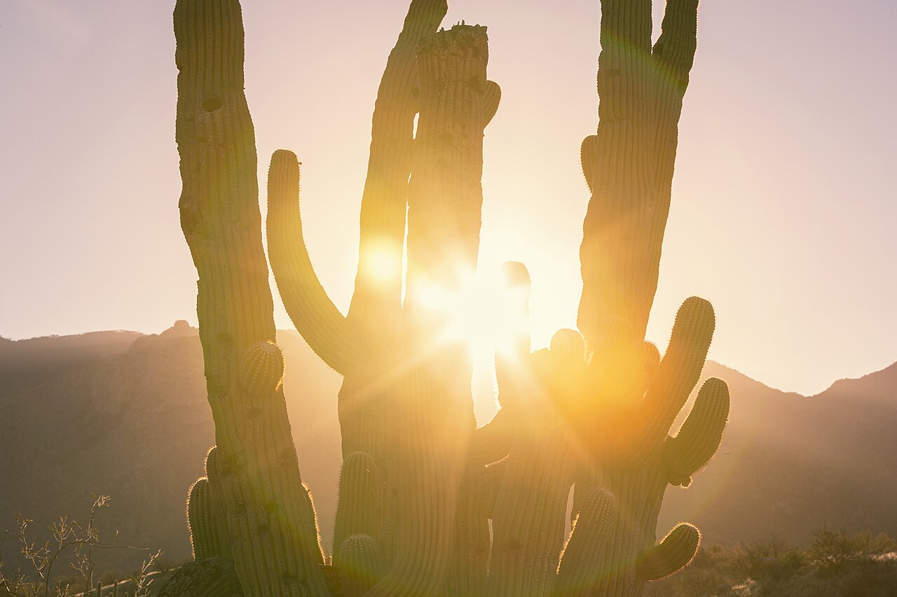 Sunlight flaring through tall saguaro cacti