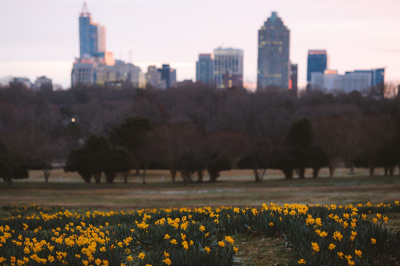 Raleigh skyline rising over a field of flowers